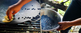 Brewing in Belize