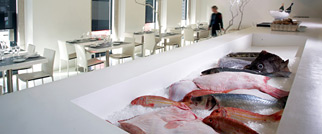 School of Fish