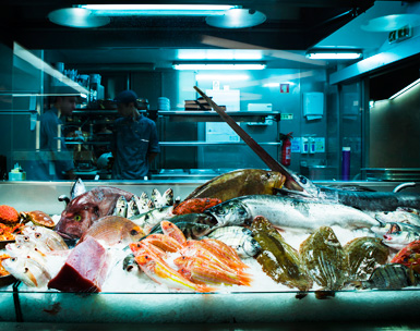 School of Fish